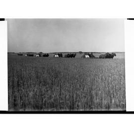Farm on South Road Near Adelaide