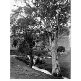 Coromandel Valley