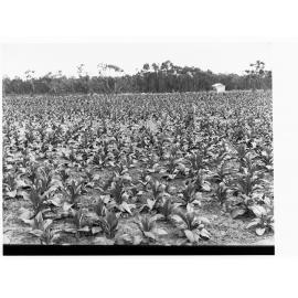 Crop of tobacco showing man working