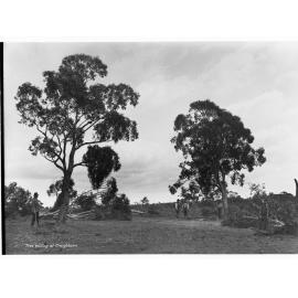 Tree pulling at Minda Home's Craigburn Farm, 1927