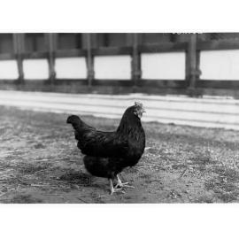 Hen at Parafield poultry farm