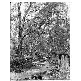 Willochra Creek Melrose
