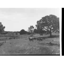 Horses and Carts near farm