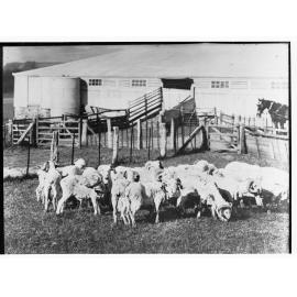 Sheep at Hill River