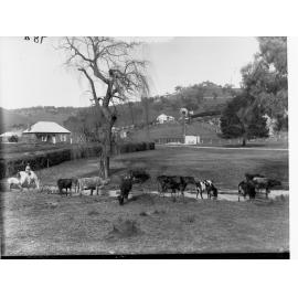 Dairy Farm with Cows Drinking From a Creek, Brownhill Creek Reserve, Mitcham