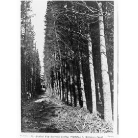 Pine Tree Forest, Wirrabara Forest