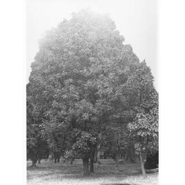 Capparis Mitchelli Specimen, Botanic Gardens