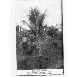 Cocoanut Palms - nuts planted February 1888
