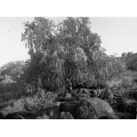 Native Willow Elder Expedition