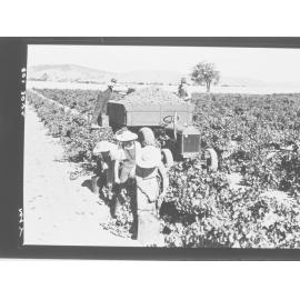 Grape picking - Barossa Valley
