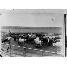 Northern Territory - cattle in a yard