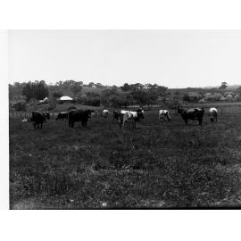 Dairy Cows at Mount Barker Springs