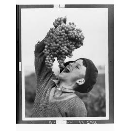 Young boy eating a bunch of grapes
