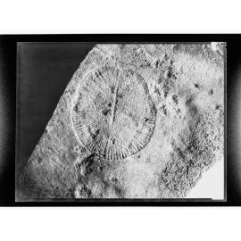 Fossil from Ediacara