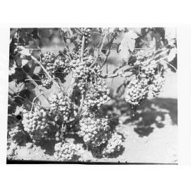 Auldana Vineyards showing grape vines