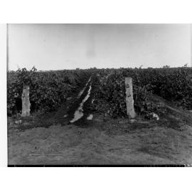 Irrigation channel in Vineyard