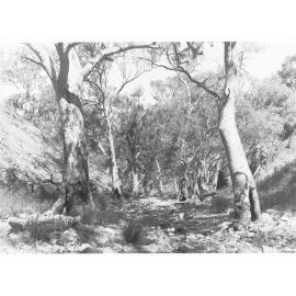A creek bed - Flinders Ranges