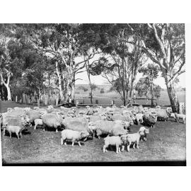 Sheep and Lambs at Mount Torrens