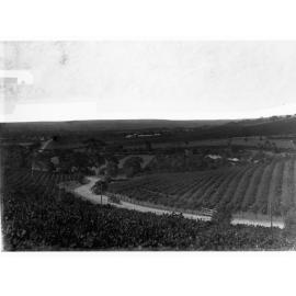 Stonyfell Vineyard