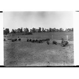 Pigs on a Farm at Islington