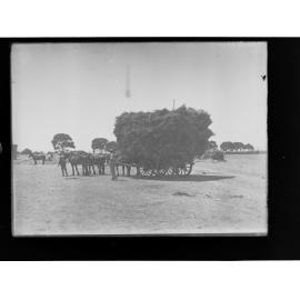 A wagon load of hay at Roseworthy Agricultural College