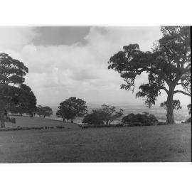 Sheep at Mount Osmond