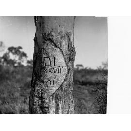 White Gum in Moses Creek Showing Lindsays Mark  Elder Expedition