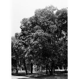 Botanic Gardens