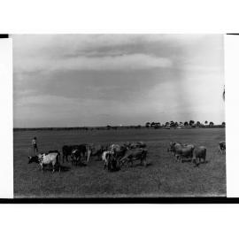 Cows at Roseworthy