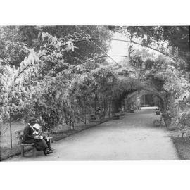 Botanic Gardens walkway covered by Wisteria