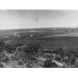 Orchards at Berri
