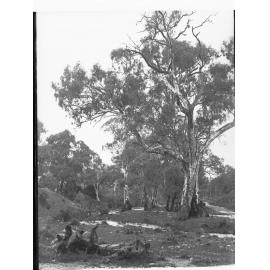 Dairy Cows In a Paddock
