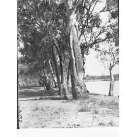 Canoe tree at Waikerie on the River Murray