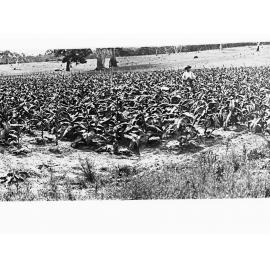 Mr Gordon, Paris Creek - field of crops