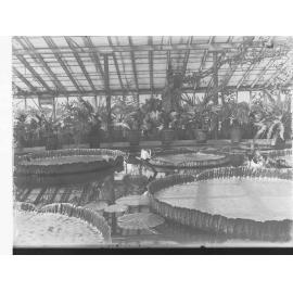 Interior of Hothouse at Botanical Gardens Showing Pot Plants and Ponds with Water Lillies