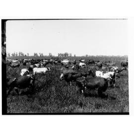 Cattle on sewage farm at Islington