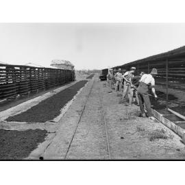 Men Drying Sultanas at Renmark