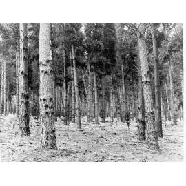 Forest of Pine Trees at Mount Burr - Taken for forestry department