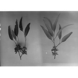 Gum Leaves