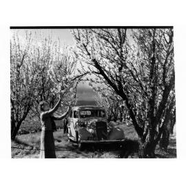 Almond Orchard Trees 