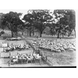 Drafting Sheep at Blackwood