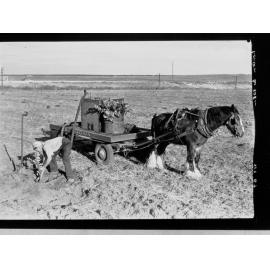 Loxton - citrus tree planting