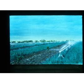 Sprinkler System in a Field of Crops Along the Murray River