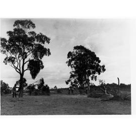 Tree felling at Minda Home's Craigburn Farm, c1920s