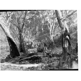 Willochra Creek Melrose