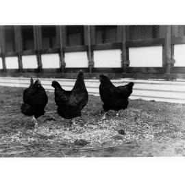 Chickens at Parafield Poultry Farm