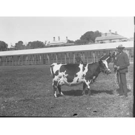 Man standing with Cow  at Adelaide Show