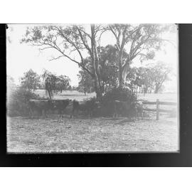 Cows in paddock