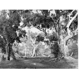 Belair National Park Showing Kookaburras