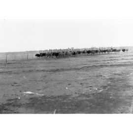 Group of Ostriches - Ostrich Farm at Port Augusta